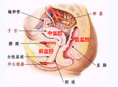 產(chǎn)后盆底康復(fù)，要不要做？