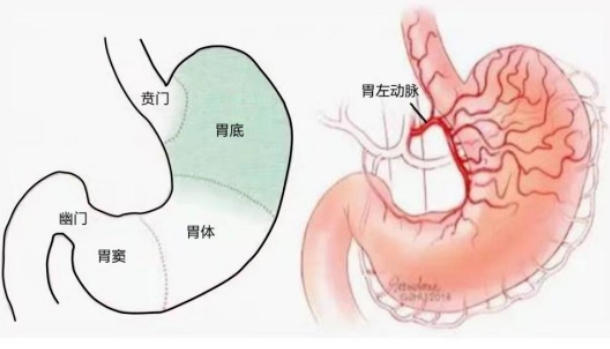 不開刀不吃藥不餓肚子，微創(chuàng)介入減肥靠譜嗎？